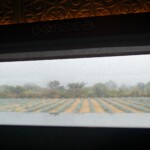 Agave Plantations