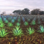 Agave Plantations